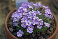 Dionysia janthina 'Dolly' GotBot 2015 01.jpg