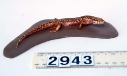 Oligosoma ornatum (AM LH2943).jpg