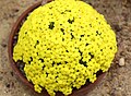 Dionysia michauxii 'Klon 9'GotBot 2015 002.JPG