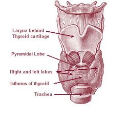 Image showing the thyroid gland surrounding the cricoid cartilage