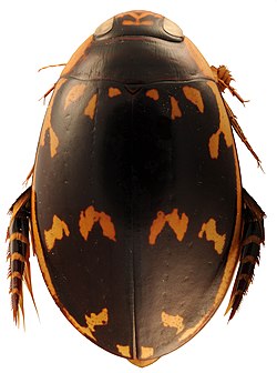 Sandracottus maculatus.jpg