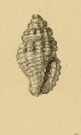 Hemilienardia calcicincta 001.jpg