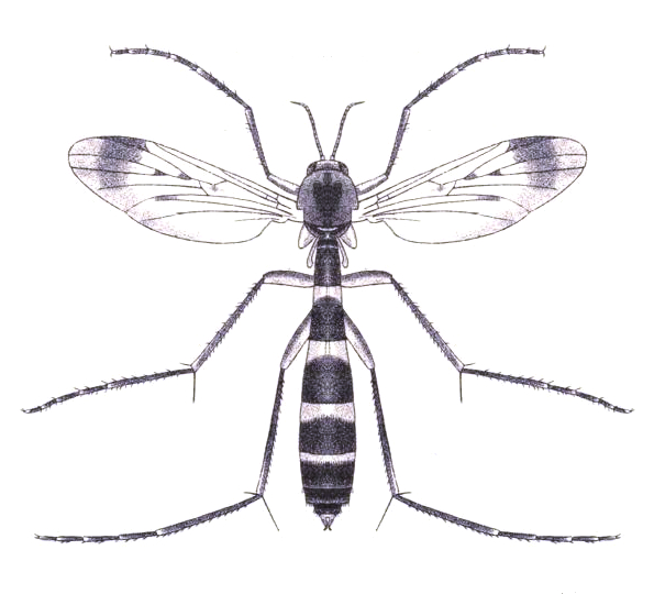 File:Isoneuromyia annandalei.jpg
