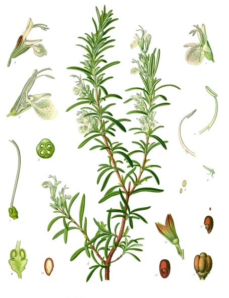 File:Rosmarinus officinalis - Köhler–s Medizinal-Pflanzen-258.jpg