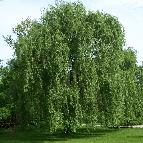 File:Salix alba Morton.jpg