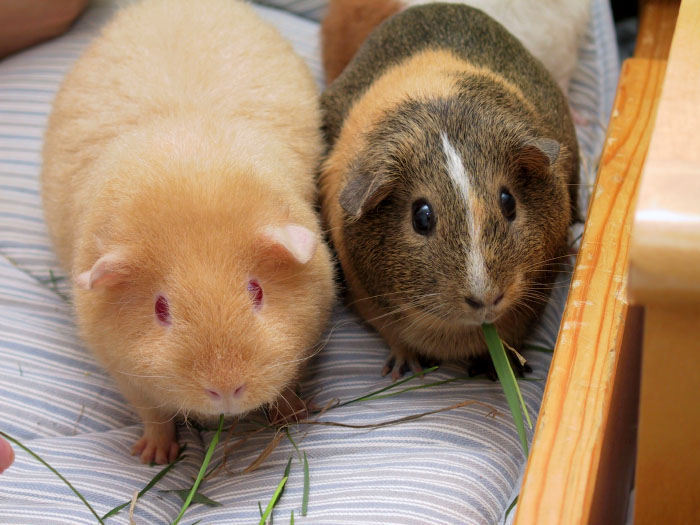 File:Two adult Guinea Pigs (Cavia porcellus).jpg