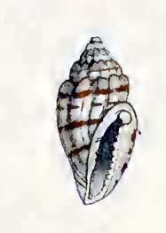 Eucithara harpellina 001.jpg