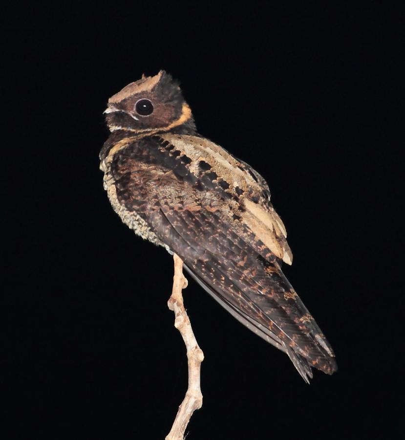 File:Great Eared-Nightjar, Tangkoko, Sulawesi (5799113025) (2).jpg ...