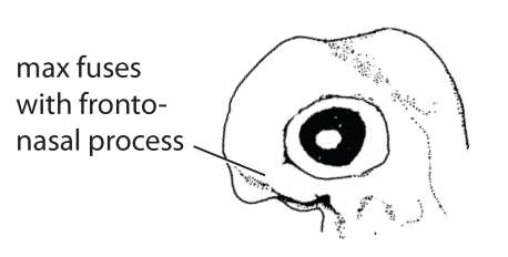 File:O6. Maxillary process posterior to eye (G01f).png