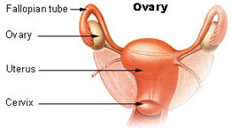 File:Ovary nih.jpg