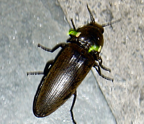 File:Pyrophorus noctilucus click beetle.jpg