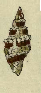 Vexillum obtusispinosum 001.jpg