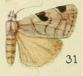 31-(Brevipecten) Honeyia clearchus (Fawcett, 1916).JPG