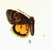 Annaphila depicta CATALOGUE-BM-PLATE CXLVII.jpg