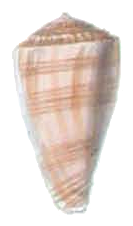 Conus ambiguus shell.png