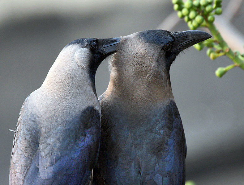 File:House Crows (Corvus splendens) grooming in Kolkata I IMG 4324.jpg