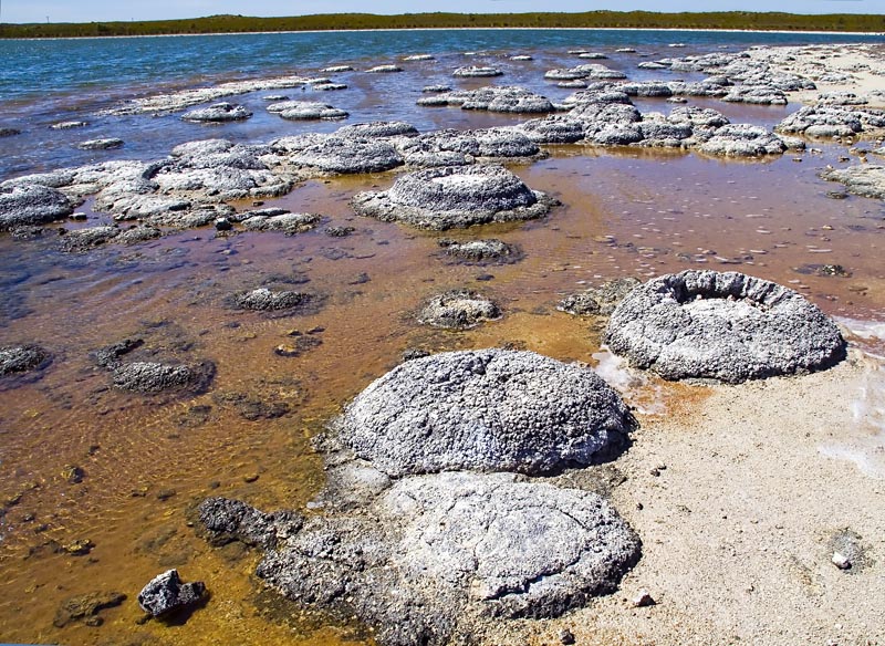 File:Lake Thetis-Stromatolites-LaRuth.jpg