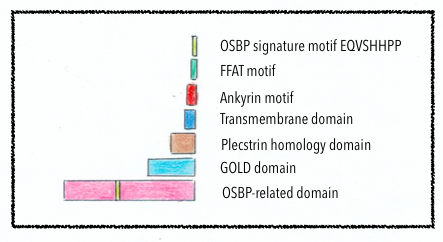 File:Legend of OSBP-ORPs Domain Structure.png