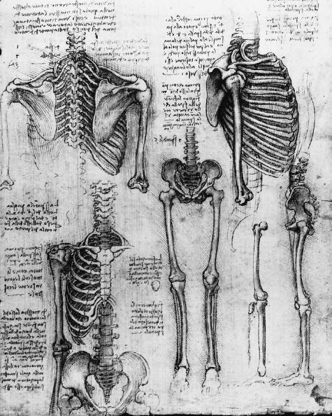 File:Leonardo Skeleton 1511.jpg