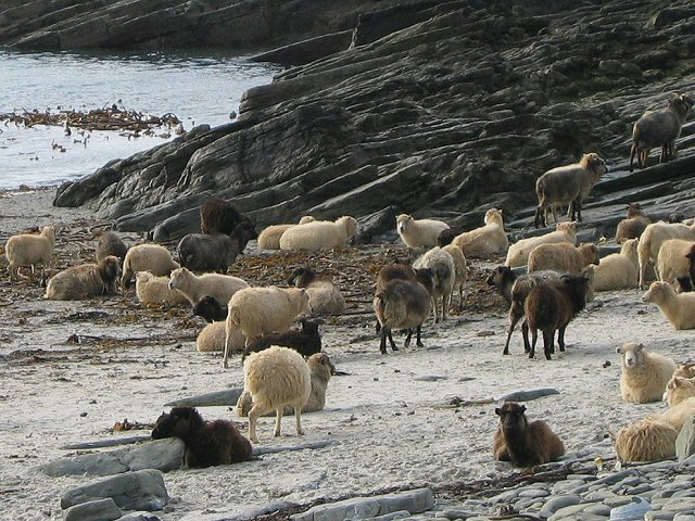 File:NR sheep.jpg