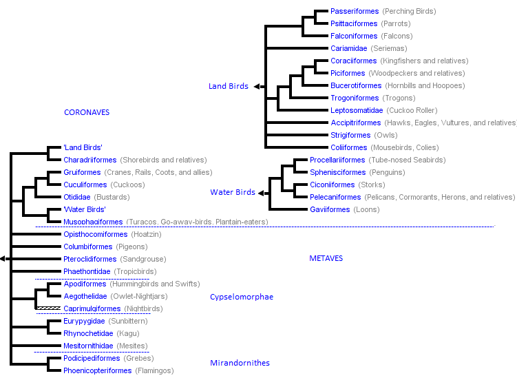 File:Neoaves Alternative Cladogram.png
