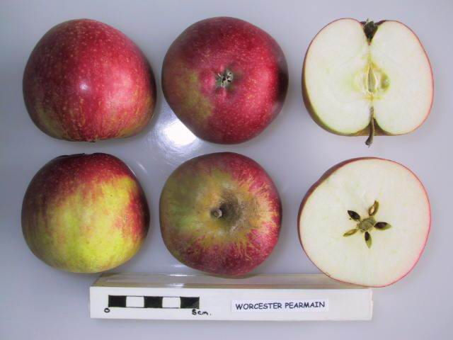 File:Cross section of Worcester Pearmain (EMLA), National Fruit Collection (acc. 1973-192).jpg