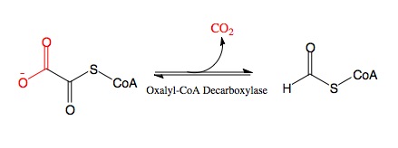 File:Oxalyl-CoA Substrate.jpg