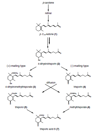 Postulated biosynthesis of trisporic acid B
