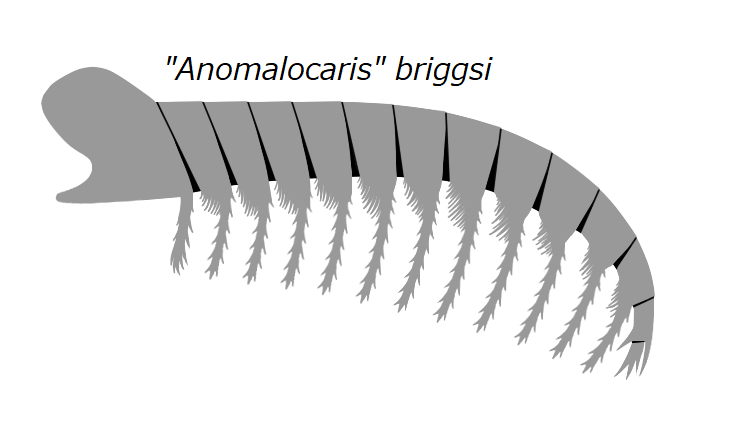 File:20191228 Radiodonta frontal appendage Anomalocaris briggsi.png