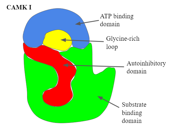 File:CAMK I structure.png