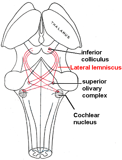 File:Lateral lemniscus.PNG