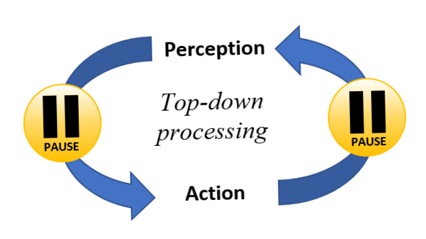 File:Perception-Action Cycle.png