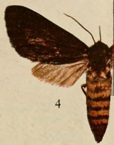 Pl.13-04-Metarctia chapini=Metarctia rubripuncta Hampson, 1898.JPG