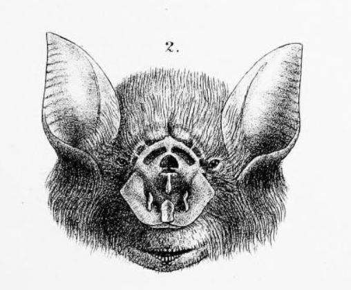 File:Rhinonicteris aurantia.jpg