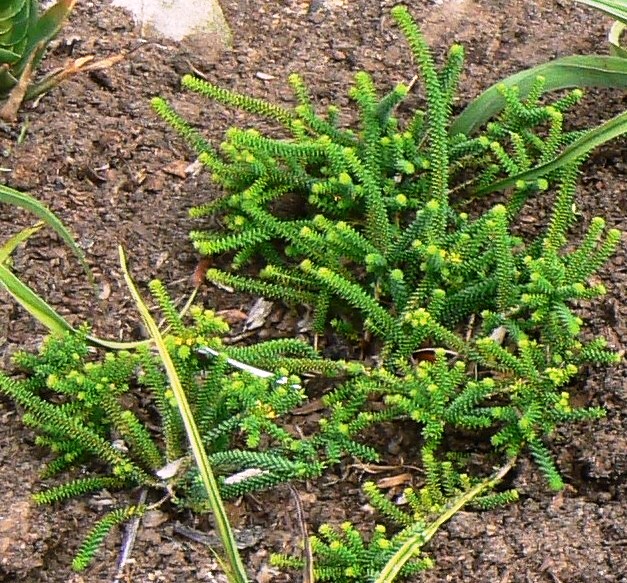 File:Agathosma gonaquensis Gonaqua buchu plant.JPG