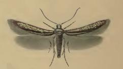 Augasma aeratella.JPG