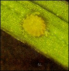 Coleophora laricella egg.jpg