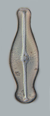 Didymosphenia geminata USGS PD.jpg