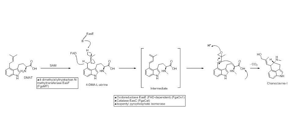Fig2- ergot alkaloid biosynthesis