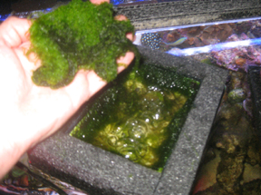 File:Harvesting (cleaning) algae that have grown in an algae scrubber.jpg
