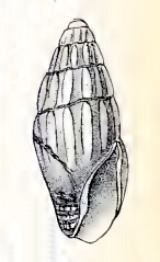 Neoguraleus lyallensis 001.jpg