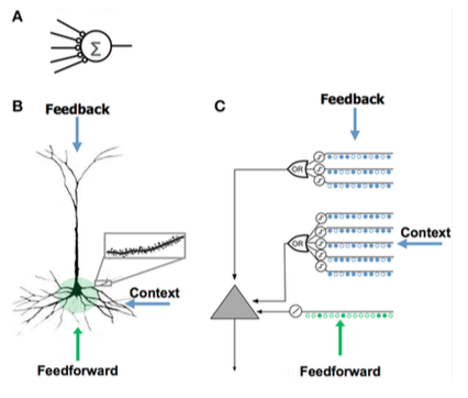File:Neuron comparison.png