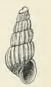 Odostomia richi 001.png