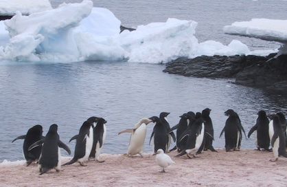 File:Penguins on Gourdin Island.jpg