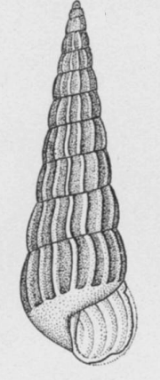 Turbonilla hemphilli 001.png