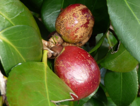File:Camellia fruit.JPG