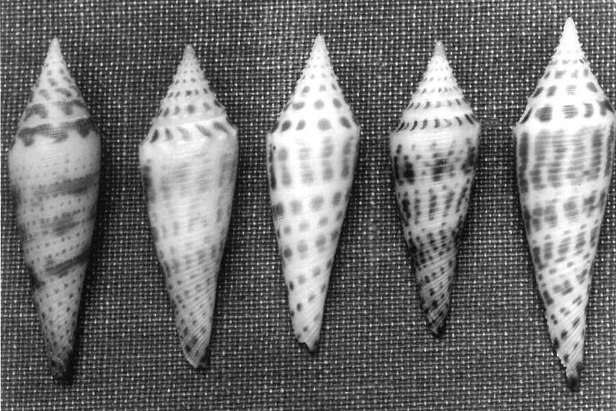 Conus mazei variants