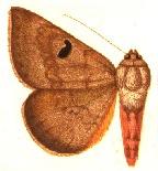 Enmonodia burmanica male.JPG