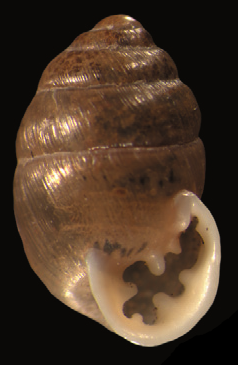 Multidentula ovularis shell.png