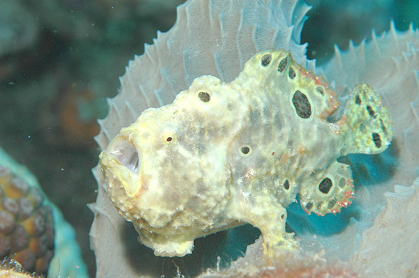 File:Oscellated Frogfish.jpg